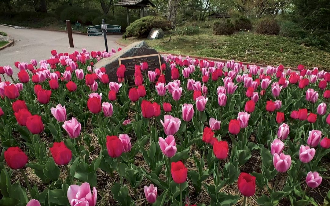 Minnesota Landscape Arboretum: Mother’s Day Drive