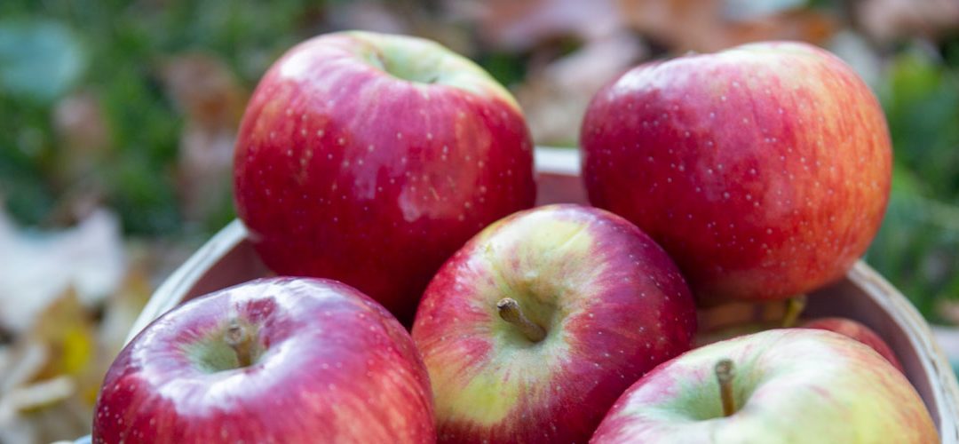 Minnesota Landscape Arboretum: Introducing Triumph™ Apple Tree