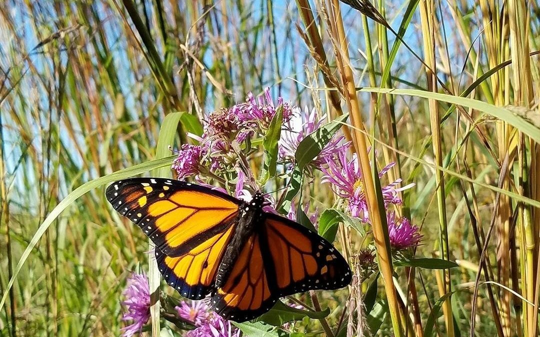 The Minnesota Monarch Migration Has Begun!