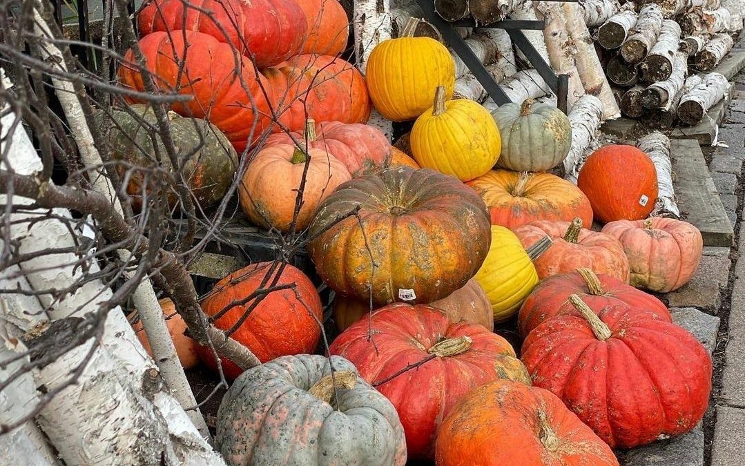 Tangletown Gardens Farm and Greenhouses & Tangletown Gardens – Minneapolis, MN