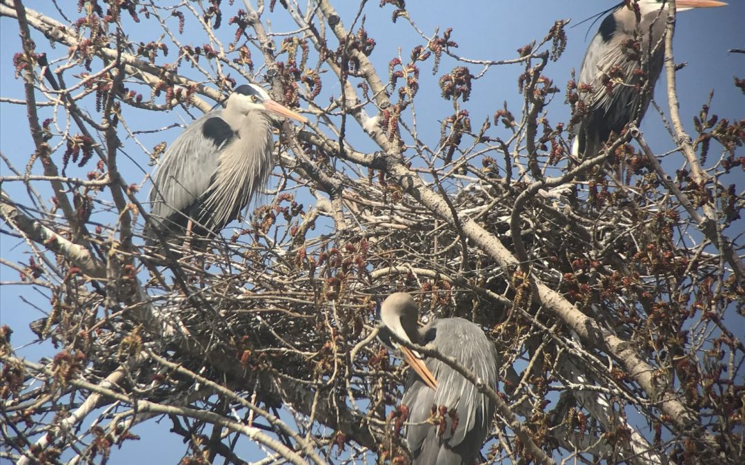 Welcome Back The Great Blue Herons – Minneapolis, MN