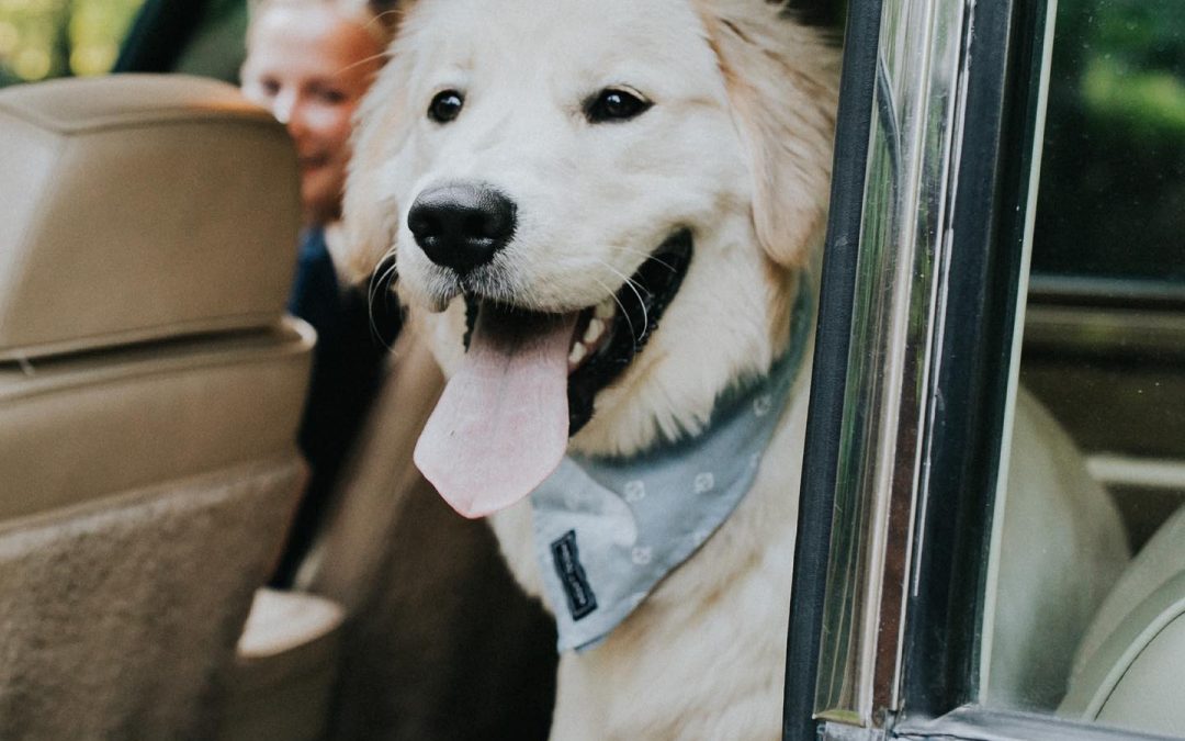 Great Lakes Co: Lake Dog Bandanas for the Dog Days of Summer!