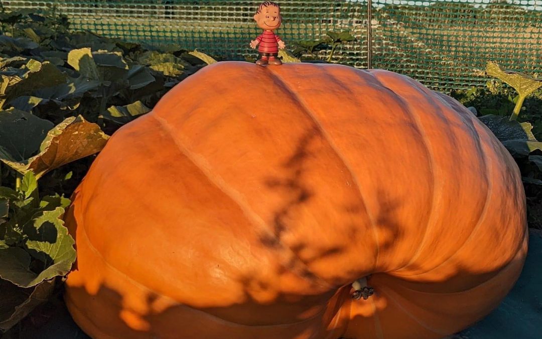 Stillwater Harvest Fest – Stillwater, MN