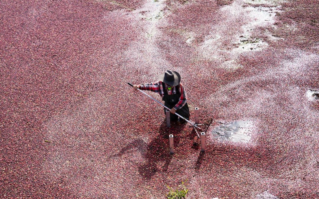 There’s only one cranberry farm in Minnesota, and it’s run by a 21-year-old woman and her brother!