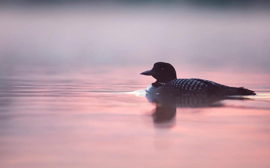Up North Expo – Minneapolis, MN