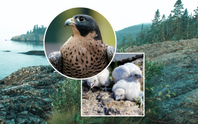 Peregrines of the North Shore – Two Harbors, MN