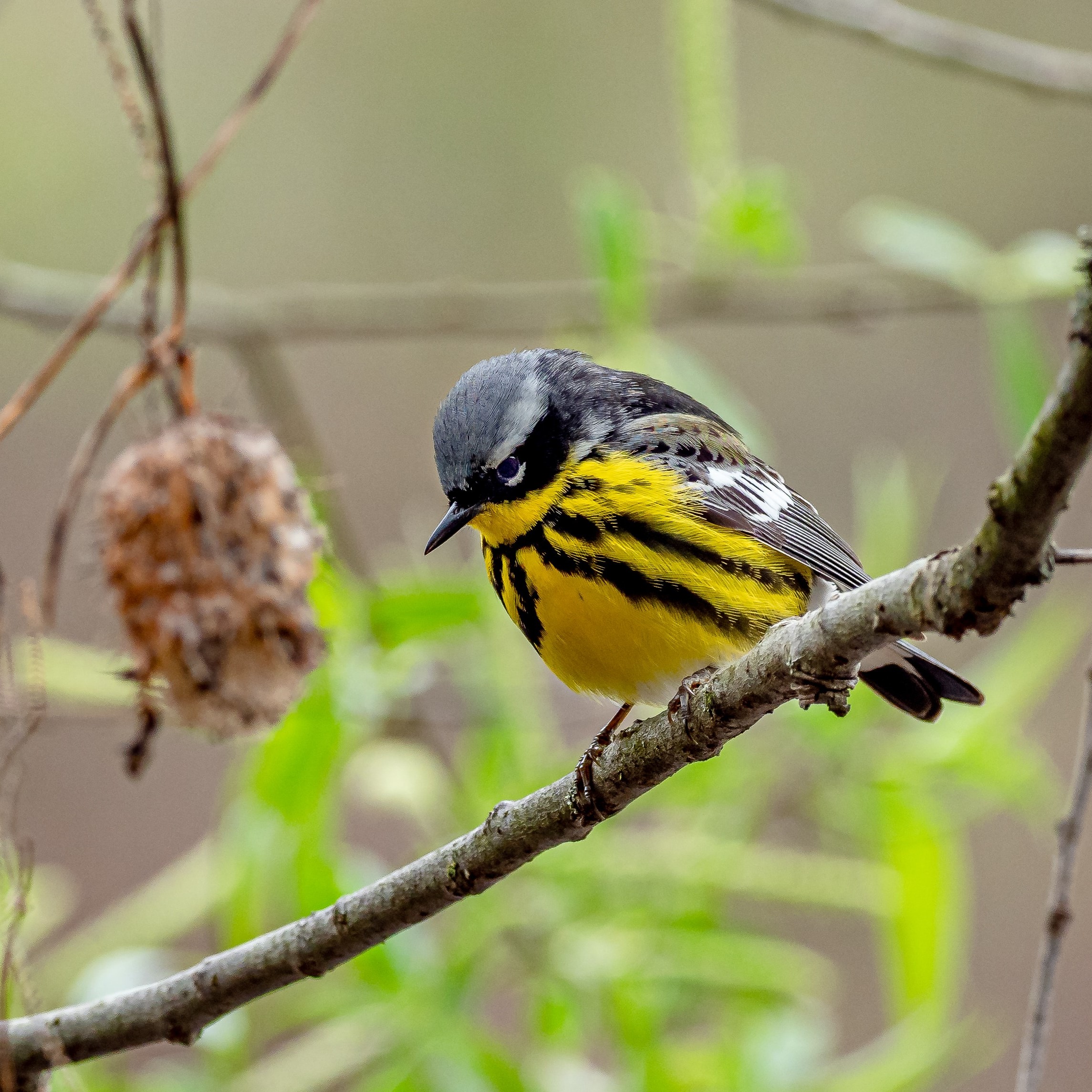 magnolia-warbler