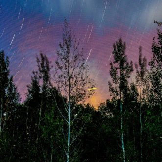Minnesota Landscape Arboretum: Firefly Viewing Nights – Chaska, MN