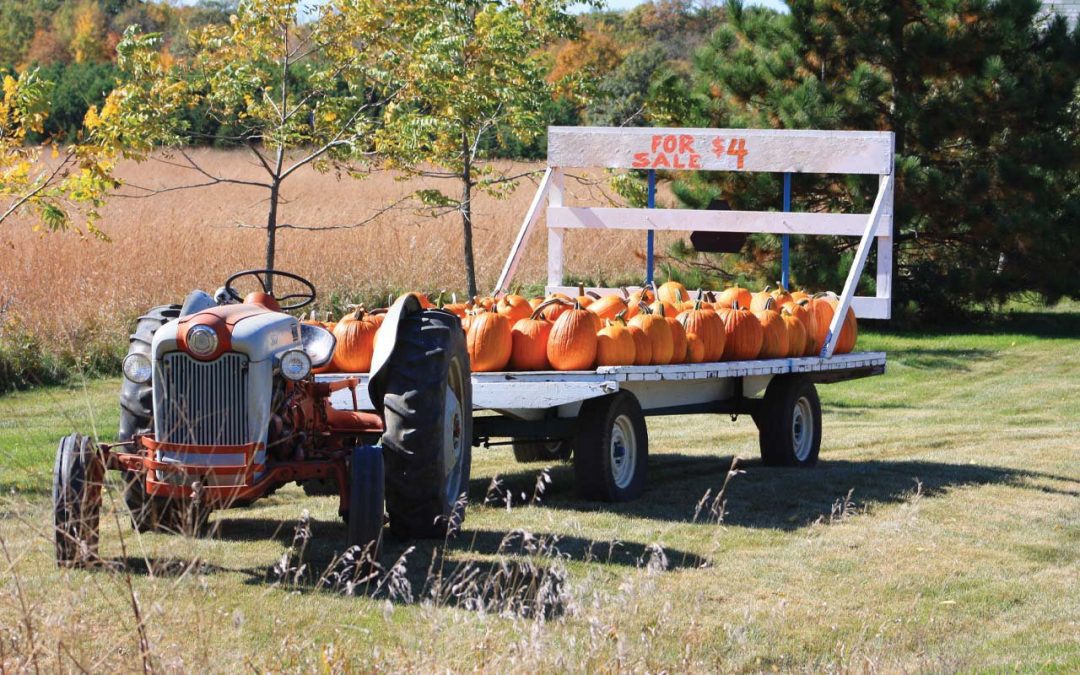 Minnesota Fruits of Fall