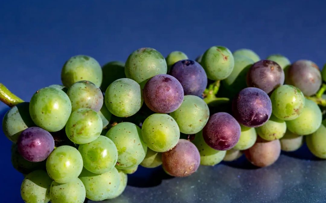 ICYMI: “Grapegate” Remembering the New York Times’ grape salad debacle 10 years later