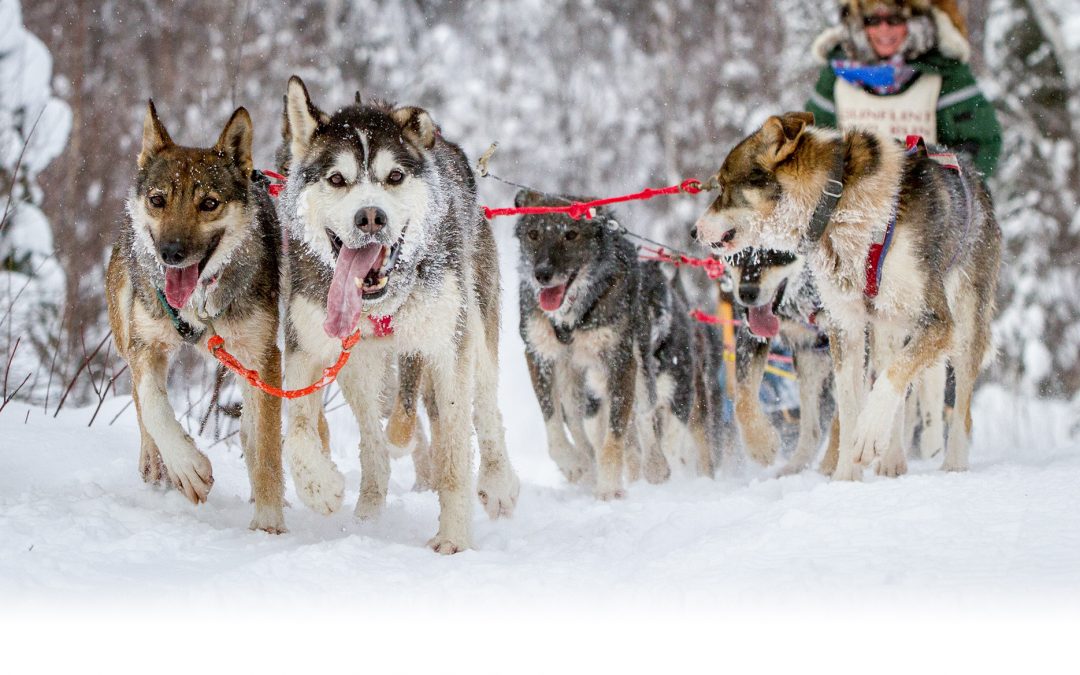 Gunflint Mail Run Sled Dog Race – Grand Marais, MN