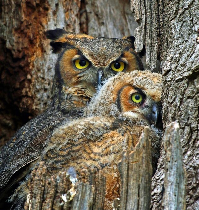 International Festival of Owls – Houston, MN