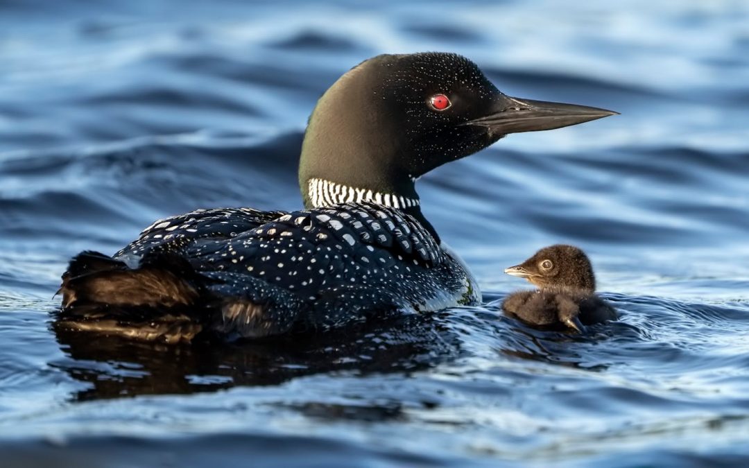 Why is the loon Minnesota’s state bird? It almost didn’t happen.