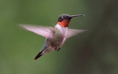 Keep Your Eyes Peeled, Thousands of Hummingbirds are Headed Right for Minnesota During Their Migration This Spring