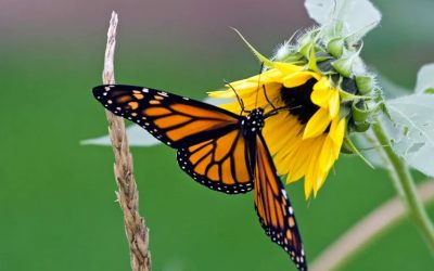 Millions of Monarch Butterflies Are Headed Straight for Minnesota This Spring