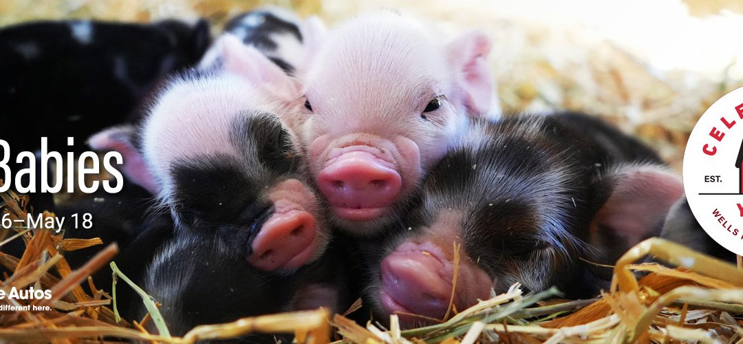 DNMI: The Minnesota Zoo Farm Babies – Apple Valley, MN