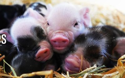 DNMI: The Minnesota Zoo Farm Babies – Apple Valley, MN