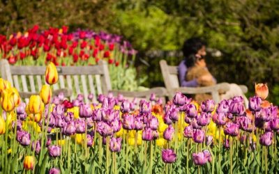 Mother’s Day Picnic – Chaska, MN