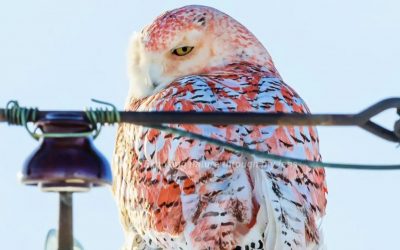 ICYMI: One-Of-A-Kind Orange Snowy Owl Leaves Scientists Scratching Their Heads