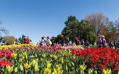 By the Numbers: Minnesota Landscape Arboretum’s Tulip Gardens – Chaska, MN