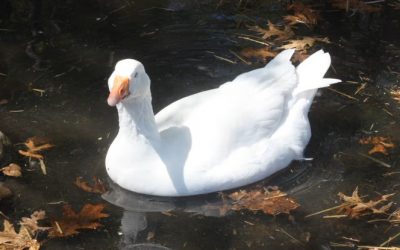 DNMI: Gibbs Farm Opening Day – St. Paul, MN