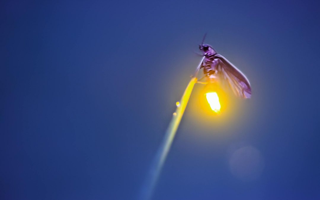 With their Morse Code-like mating dance, fireflies are now lighting up Minnesota nights!
