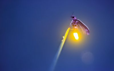 With their Morse Code-like mating dance, fireflies are now lighting up Minnesota nights!