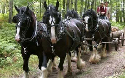 Real Horsepower Days – Grand Rapids, MN