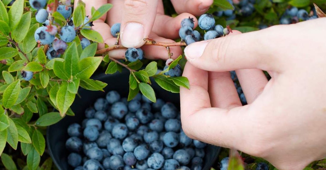 DNMI: The Gunflint Trail’s Biggest Blueberry Contest – Grand Marais, MN