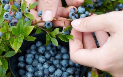 DNMI: The Gunflint Trail’s Biggest Blueberry Contest – Grand Marais, MN